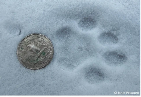 The Value of Animal Tracking Skills - CyberTracker